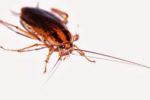 Act Termite & Pest Control | 57 E 5th St, Clifton, NJ 07011, USA | Phone: (973) 246-9941