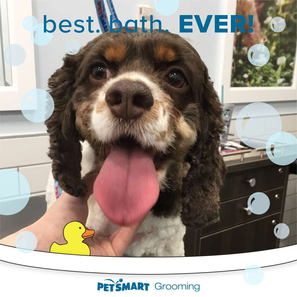 PetSmart | 11 Plaistow Rd bldg 11 suite f, Plaistow, NH 03865, USA | Phone: (603) 797-9254