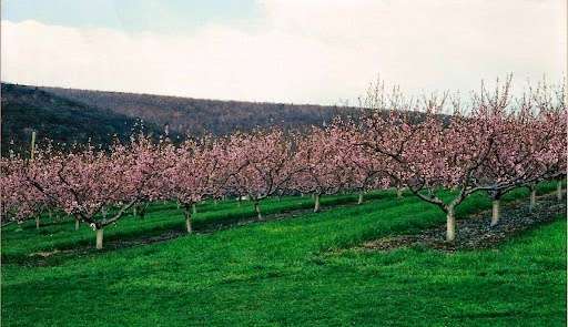 Kuhn Orchards | 1041 Old Rte 30, Orrtanna, PA 17353, USA | Phone: (717) 334-2722