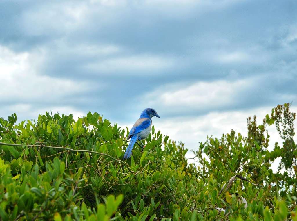 Helen & Allan Cruickshank Sanctuary | 326 Barnes Blvd #300, Rockledge, FL 32955, USA | Phone: (321) 255-4466