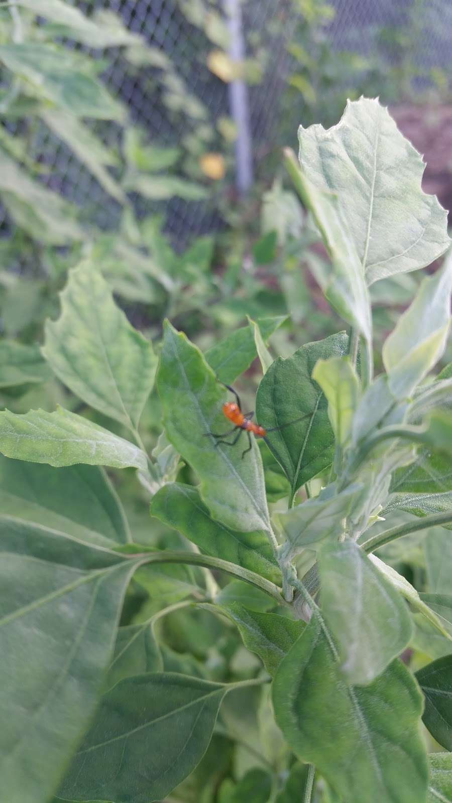 Urban Intertribal Center Garden | 1329-1387 Record Crossing Rd, Dallas, TX 75235, USA