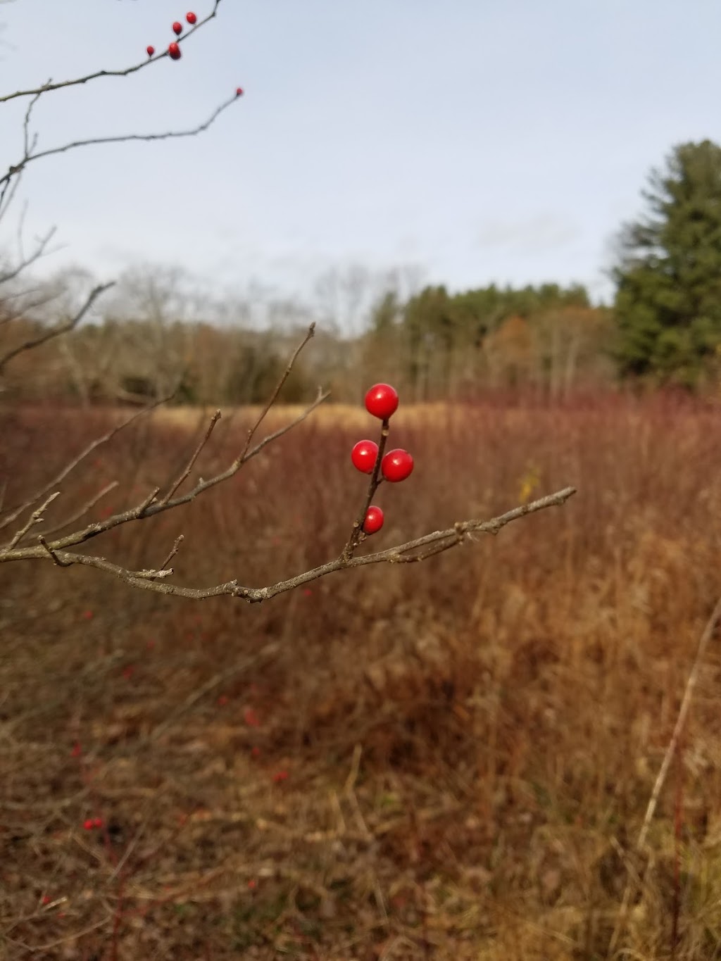 Greenways Conservation Land | 22 Green Way, Wayland, MA 01778, USA