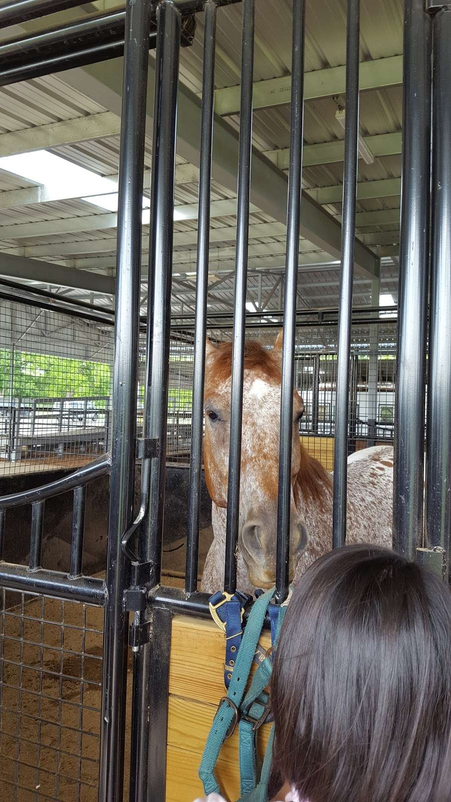 Reining Strength Therapeutic Horsemanship | 7126 Farm to Market 359, Richmond, TX 77406, USA | Phone: (832) 451-6874