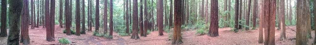 Redwood Peak | Redwood Peak Trail, Oakland, CA 94611