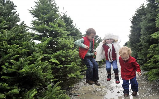 Santas Best Christmas Trees - Cherry Creek | 200 S University Blvd, Denver, CO 80209, USA | Phone: (303) 900-1314