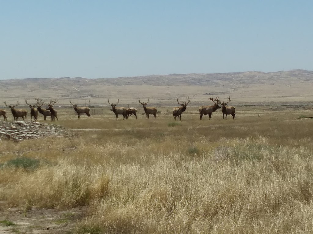 Tule Elk Reserve State Natural Reserve | 8653 Station Rd, Buttonwillow, CA 93206, USA | Phone: (661) 764-6881