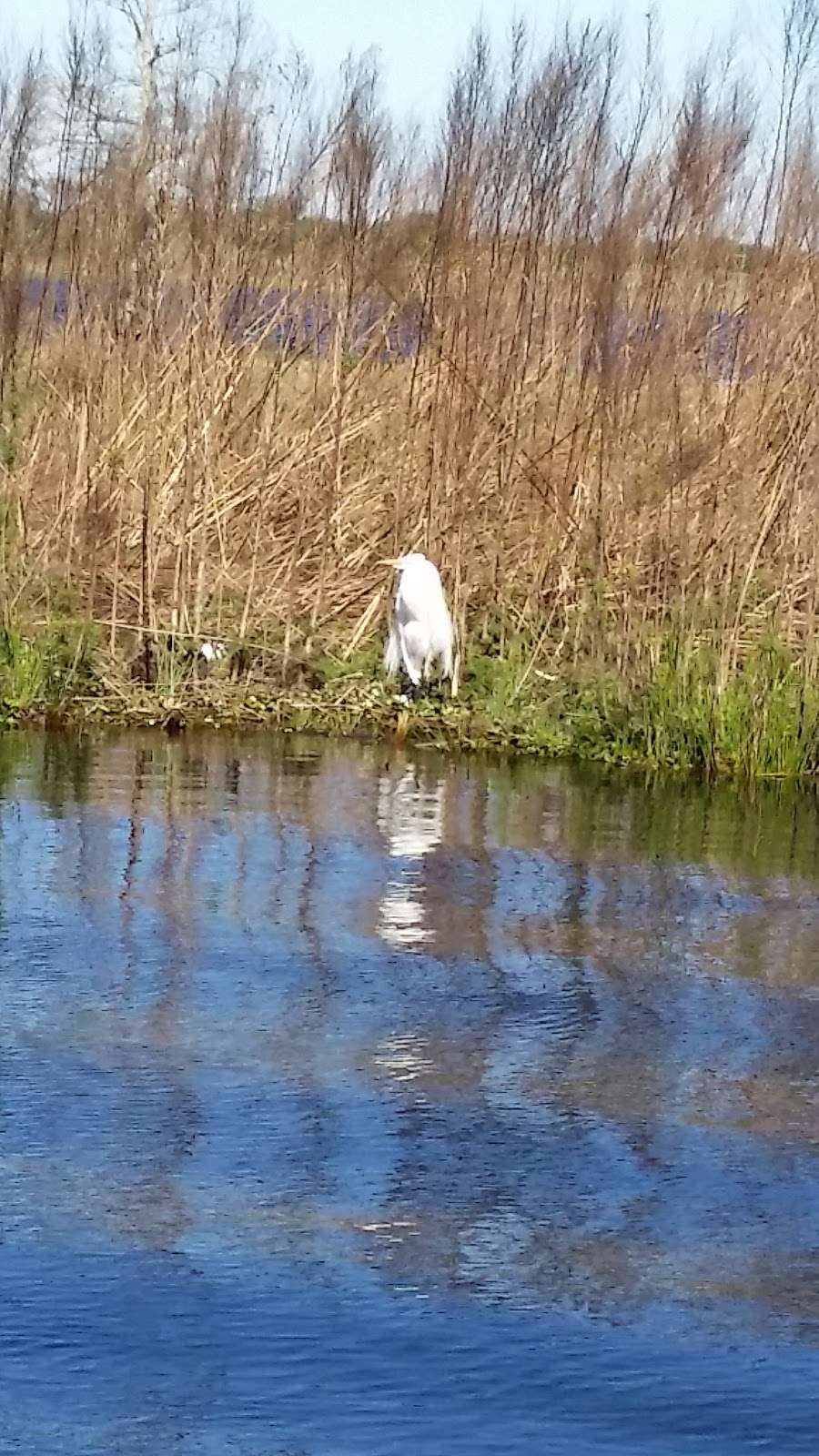 St. Johns National Wildlife Refuge | Titusville, FL 32781, USA | Phone: (321) 861-0667