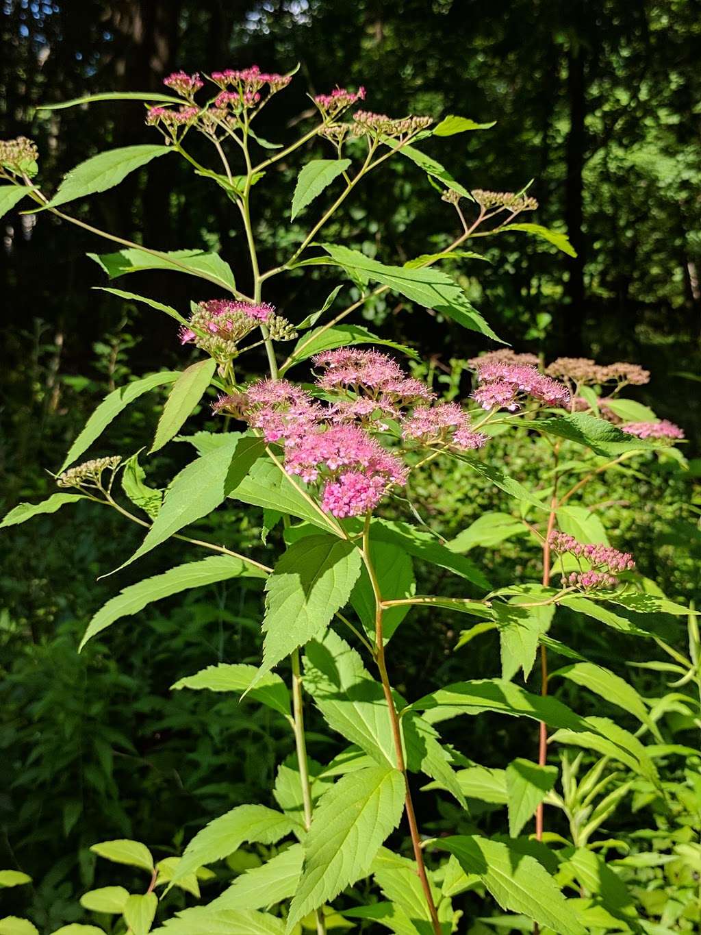 Fred Dill Wildlife Sanctuary | 62 Fair St, Carmel Hamlet, NY 10512, USA