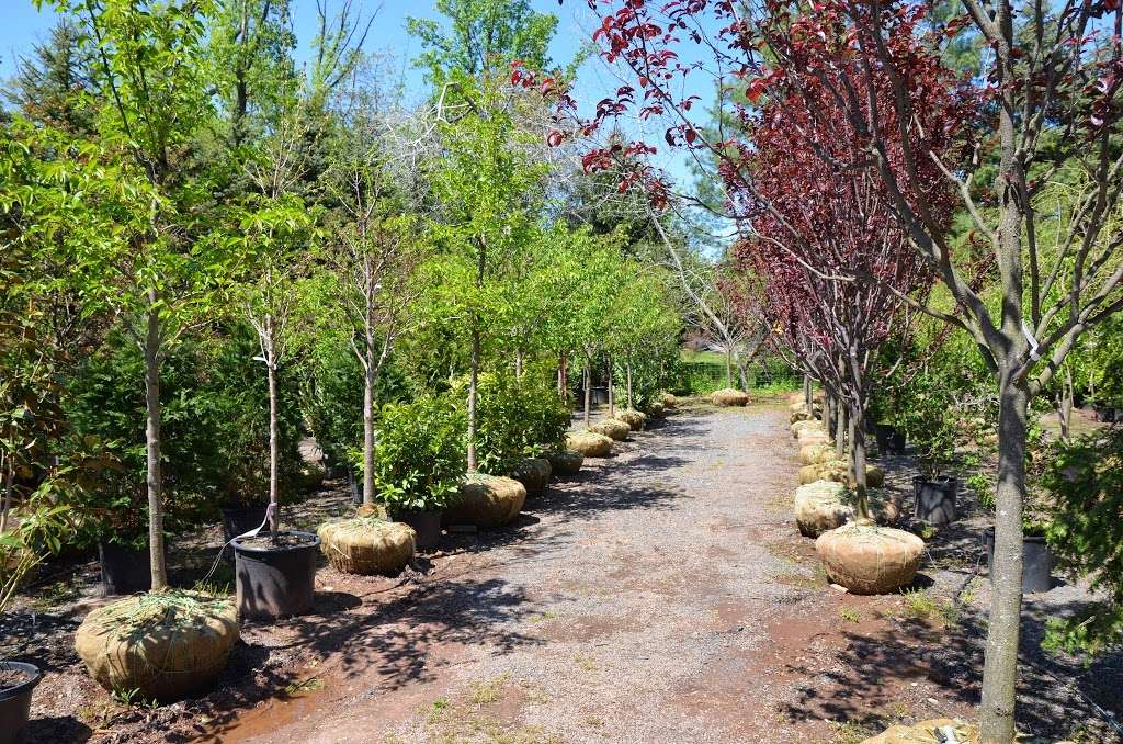 Baumley Nursery & Landscaping of Princeton | 4339 NJ-27, Princeton, NJ 08540 | Phone: (609) 924-6767