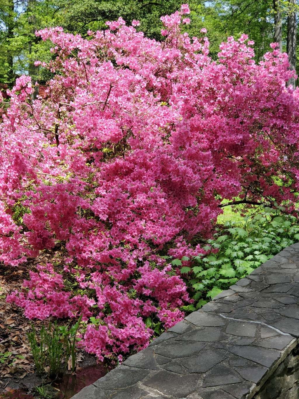 Bronx Botanical Garden | The Bronx, NY 10458, USA | Phone: (718) 817-8700