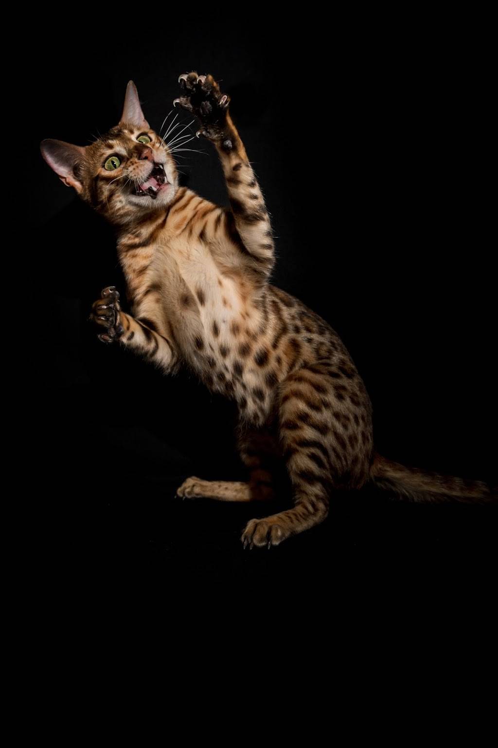 Lucky 1st Bengal Kittens | 52 Rhodes Cir, Hingham, MA 02043, USA | Phone: (781) 749-3790