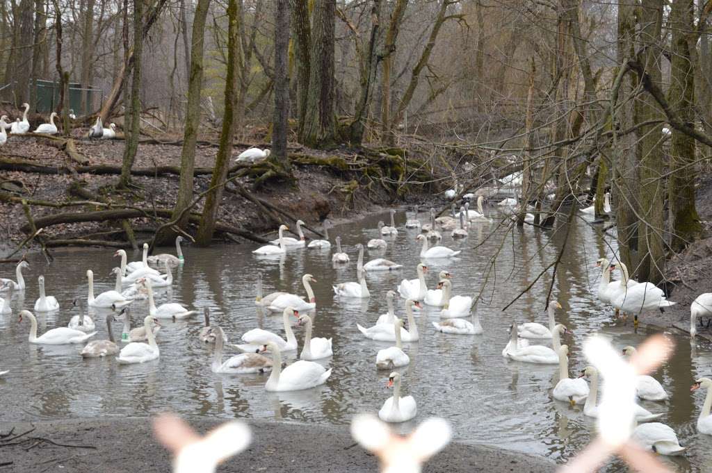 Groen Swans and Waterfowl | 12705 White Oak Ave, Cedar Lake, IN 46303, USA | Phone: (219) 677-7803