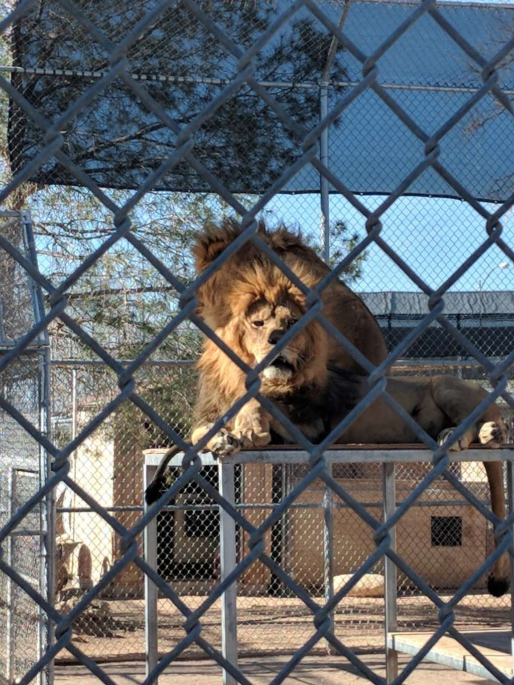 Lion Habitat Ranch | 382 Bruner Ave, Henderson, NV 89044, USA | Phone: (702) 595-6666