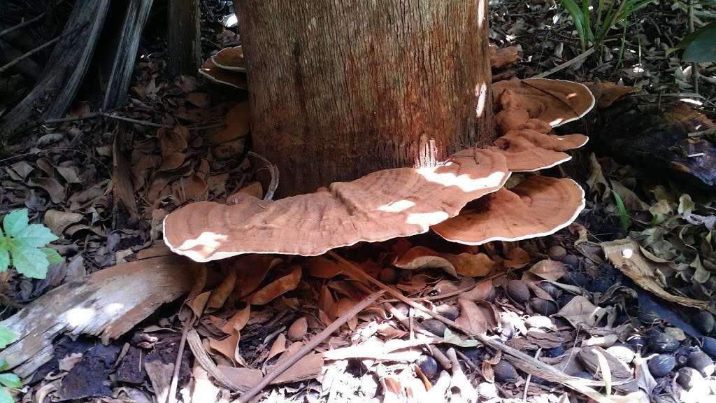 Maydays Lawn Termite Pest | 3710 Bear Gully Rd, Winter Park, FL 32792, USA | Phone: (407) 539-2900