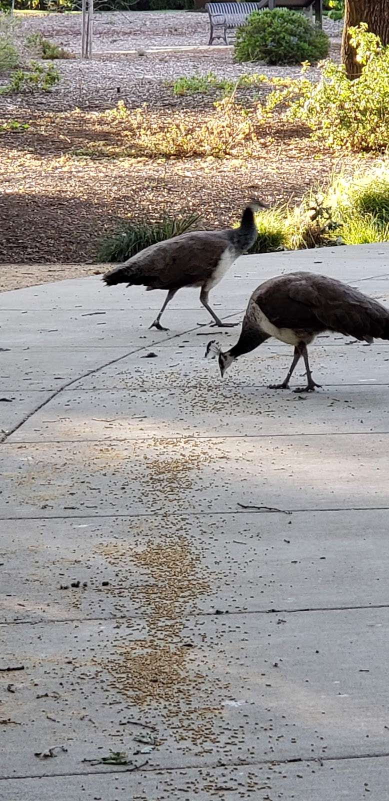 Dunnell Nature Park and Education Center (Dunnell Park) | 3351 Hillridge Dr, Fairfield, CA 94534, USA | Phone: (707) 428-7428