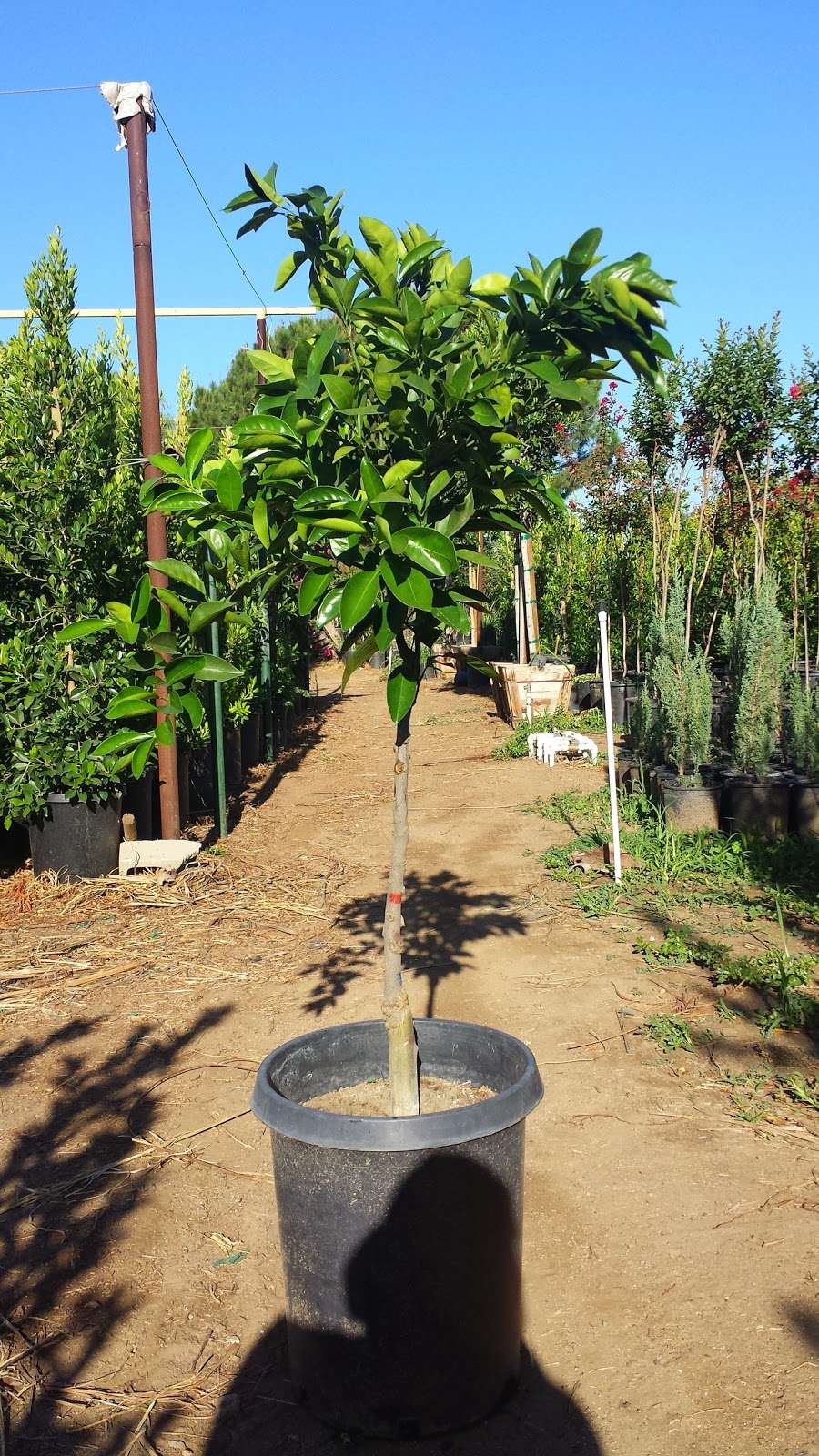 Pena Nursery | 10545 Spruce Ave, Bloomington, CA 92316 | Phone: (909) 875-0594