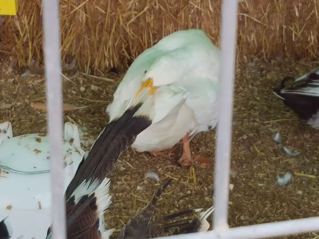 Carters Hay & Grain | 1985 Olivenhain Rd, Encinitas, CA 92024, USA | Phone: (760) 436-4738