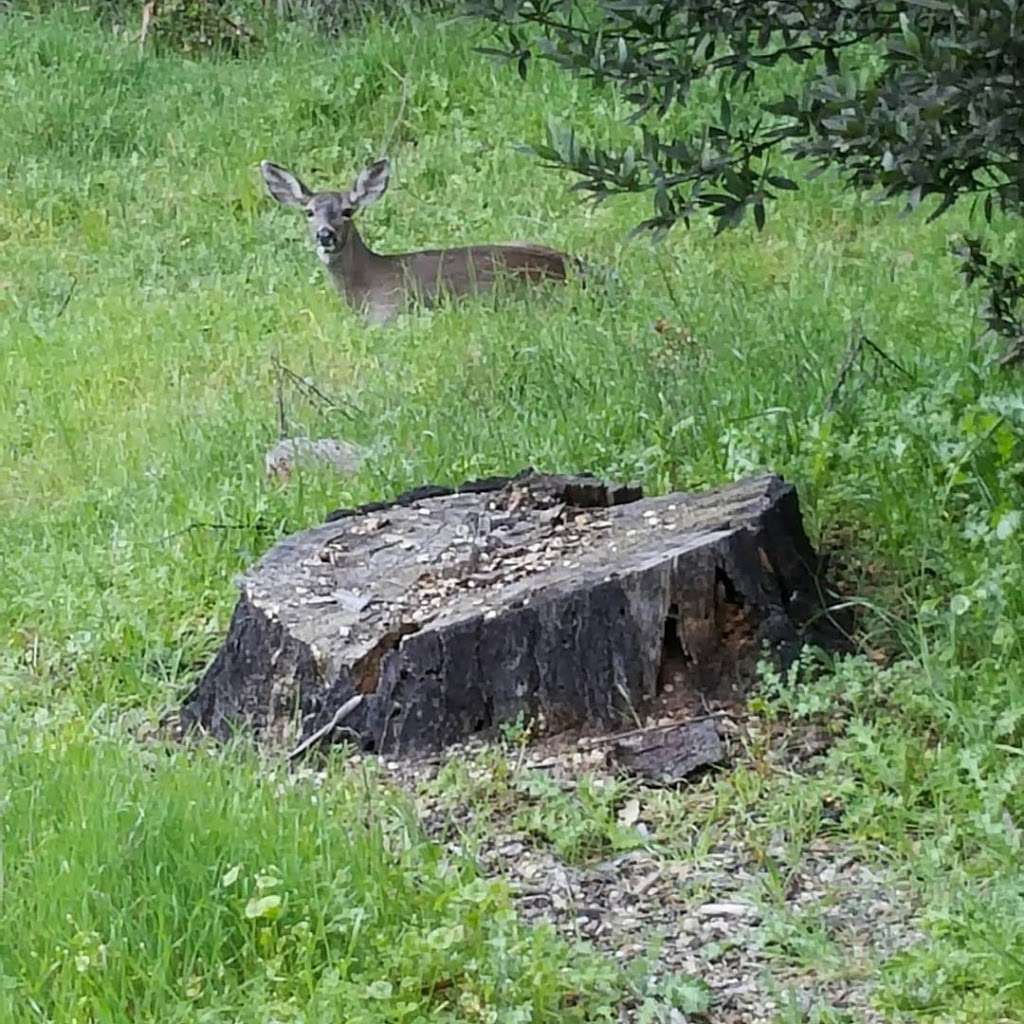 Chabot Park | and, Estudillo Avenue, Sylvian Cir, San Leandro, CA 94577, USA