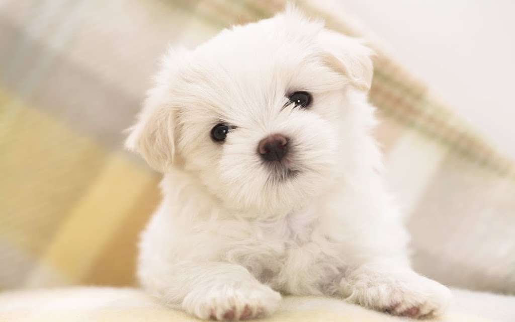 KASE Havanese | 2305, 6942 Lakeland Dr, Charlotte, NC 28214, USA | Phone: (704) 393-1235