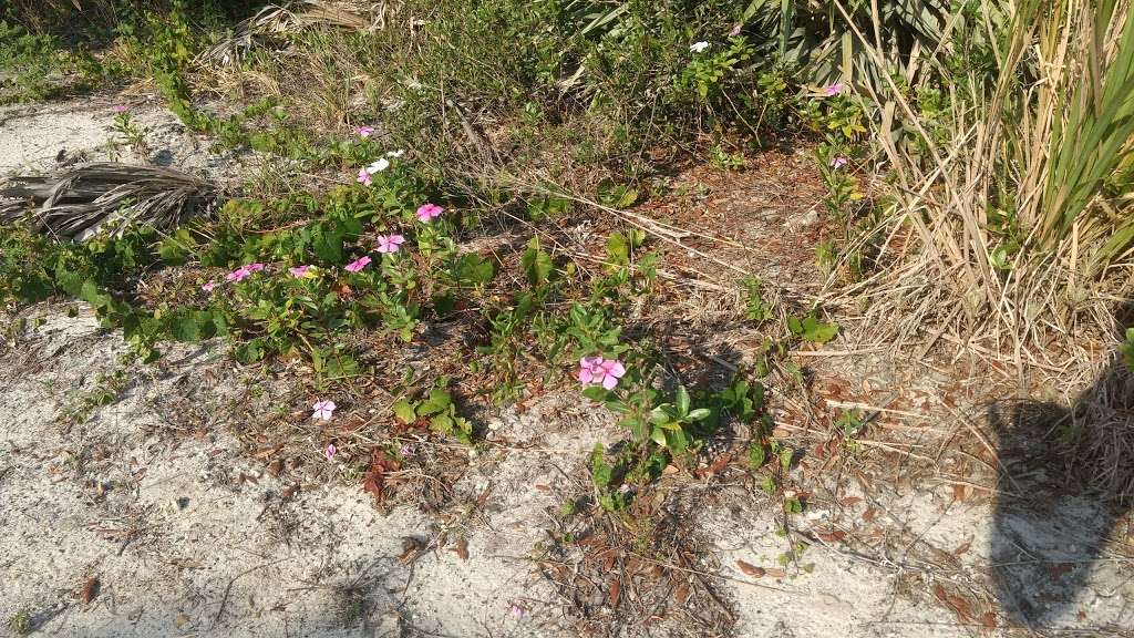 Crystal Lakes Sand Pine Scrub | 3299 NE 3rd Ave, Pompano Beach, FL 33064, USA | Phone: (954) 357-5100