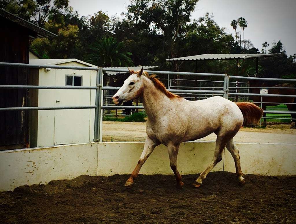 Lucky 7 Stables | Bonita, CA 91902, USA | Phone: (619) 517-9817