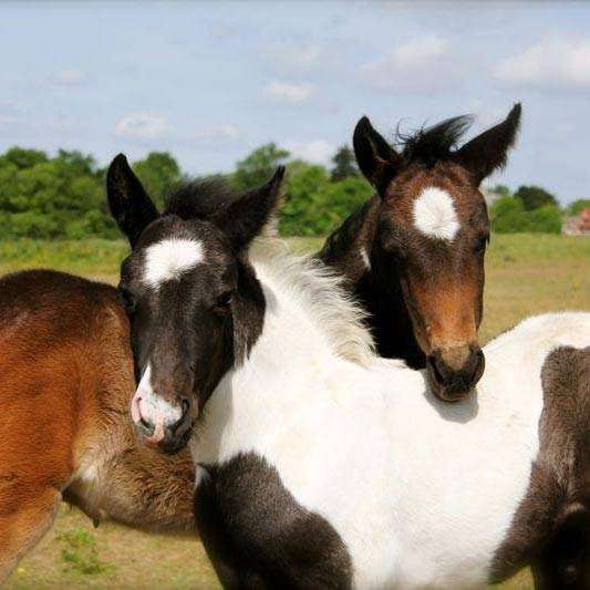 Northaw Manor Equestrian Centre | Northaw Road West Northaw Potters Bar Hertfordshire EN6 4NT, Northaw, Potters Bar EN6 4NT, UK | Phone: 07561 491550