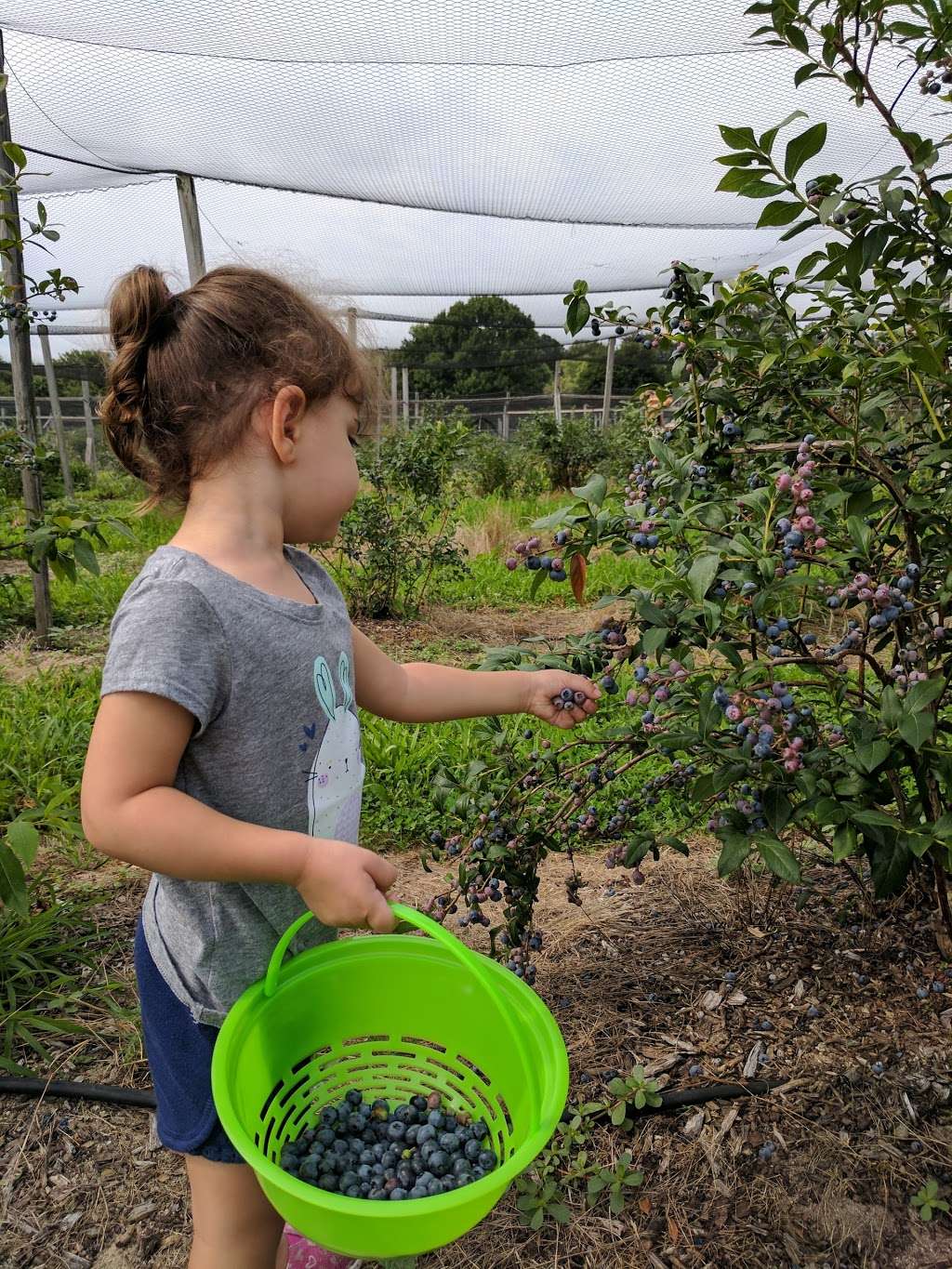 Tree-Berry Farm | 135 Cornet Stetson Rd, Scituate, MA 02066, USA | Phone: (781) 545-7750