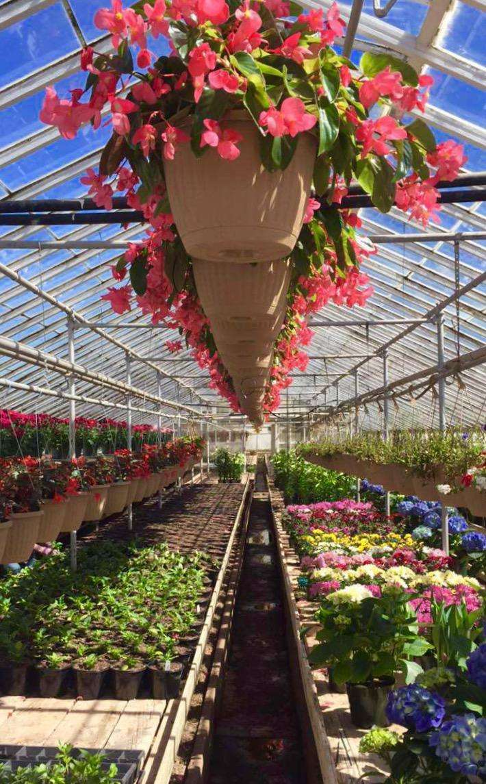 Millers Greenhouse | 806 Sanatoga Rd, Pottstown, PA 19465, USA | Phone: (610) 495-6682