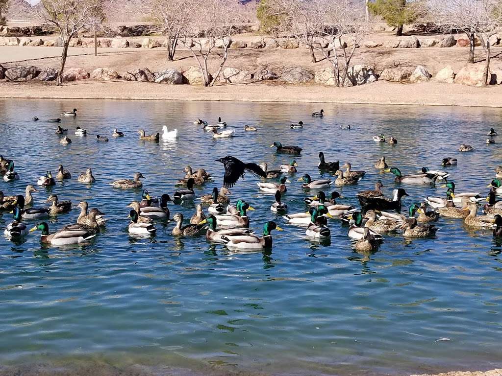 Boulder City Memorial park Pond | Boulder City, NV 89005, USA