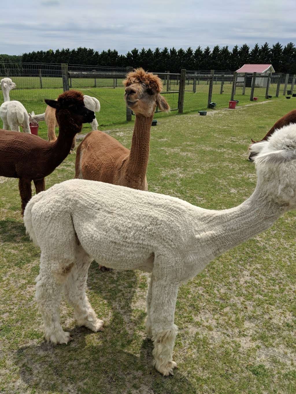 Silver Fox Farm Alpacas | 714 W Herschel St, Egg Harbor City, NJ 08215, USA