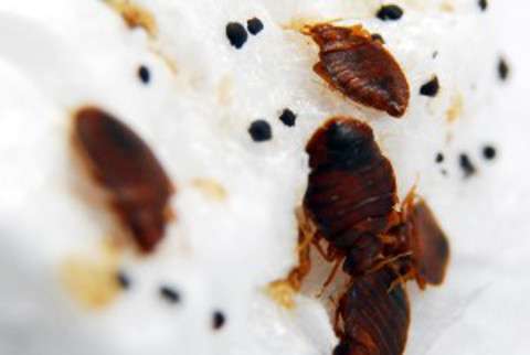 Indianapolis Bed Bug Specialists | Greenwich Dr, Indianapolis, IN 46237, USA | Phone: (317) 474-6571