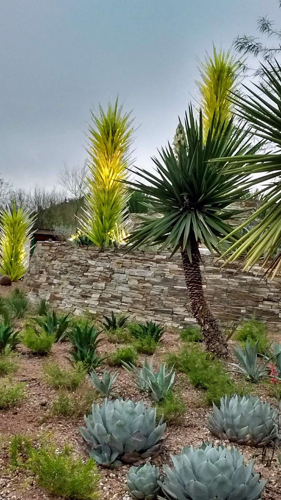 Desert Botanical Garden | Phoenix, AZ 85008, USA