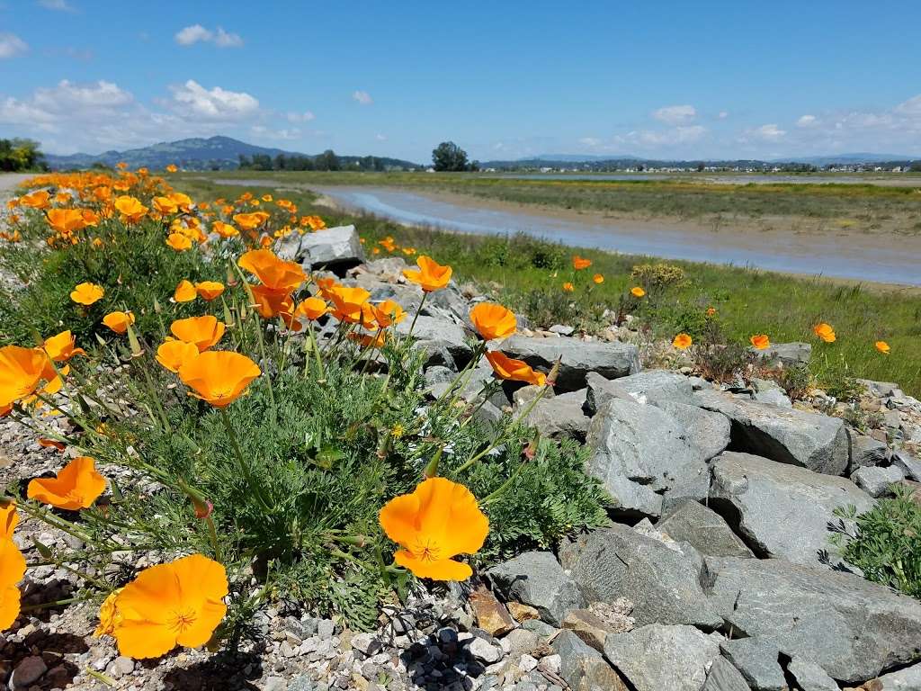 Hamilton Wetlands | Novato, CA 94949