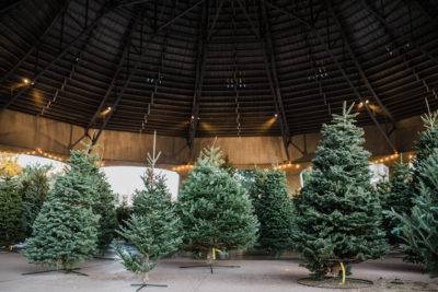 Neighborhood Christmas Tree Co. | 7301 S Santa Fe Dr, Littleton, CO 80120 | Phone: (303) 478-0373