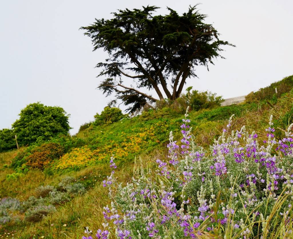 Hawk Hill Park | 14th Ave & Rivera St, San Francisco, CA 94116 | Phone: (415) 831-2700