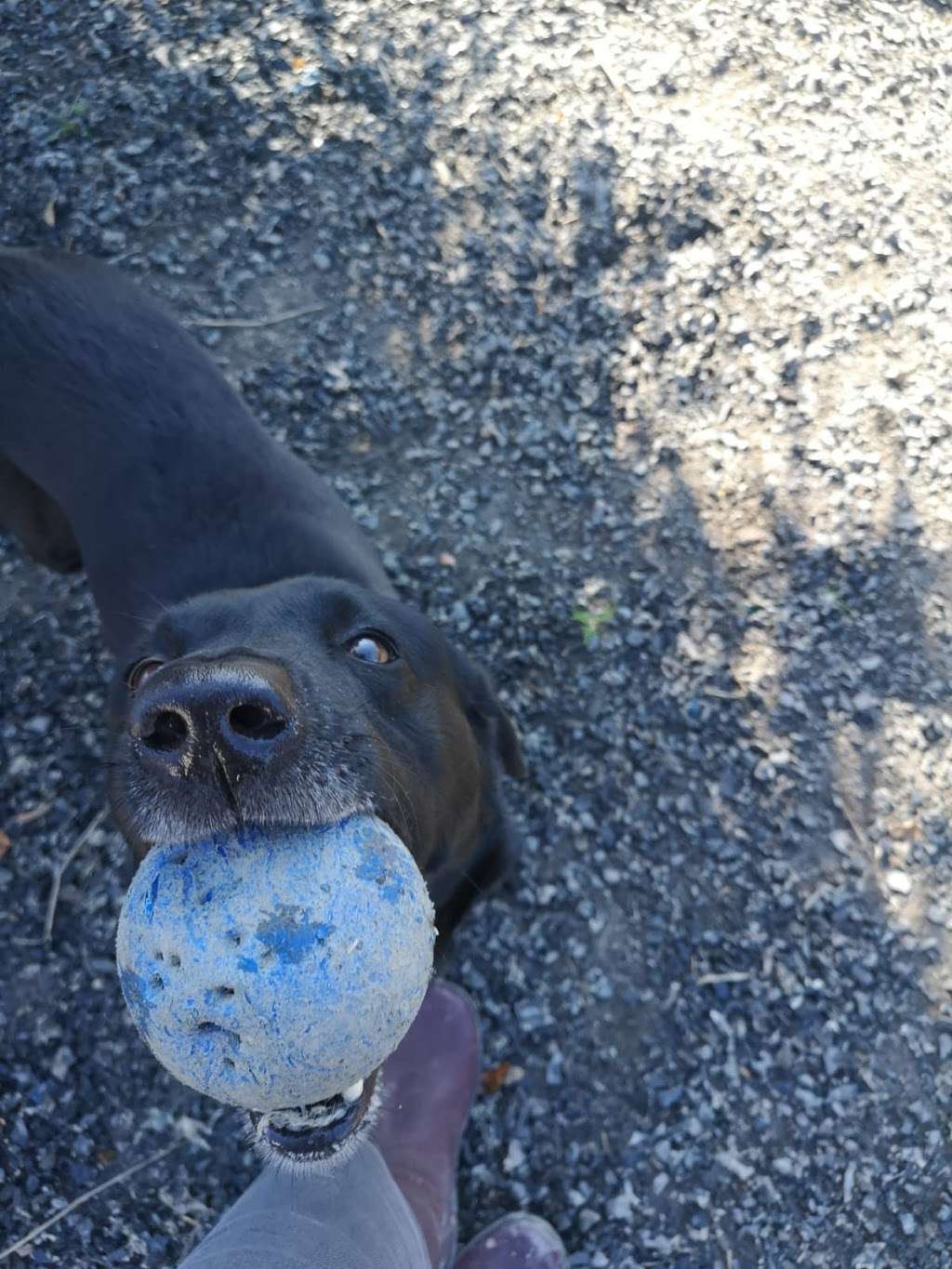 Orchard Farm Kennels And Cattery | Woolborough Ln, Outwood, Redhill RH1 5QR, UK | Phone: 01342 842258