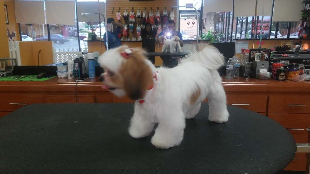 Its a Doodle Pet Grooming | 5542 South St, Lakewood, CA 90713, USA | Phone: (562) 925-0500