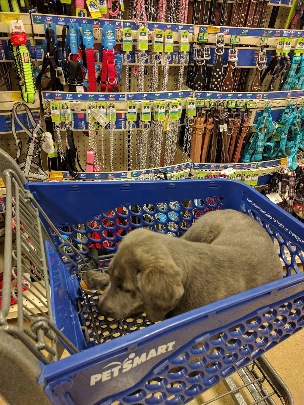 PetSmart | 130 Jct Dr W, Glen Carbon, IL 62034, USA | Phone: (618) 692-9930