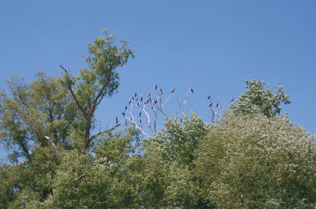 Pigs Eye Island Heron Rookery Scientific and Natural Area (SNA) | I-494, St Paul, MN 55119, USA | Phone: (651) 259-5800