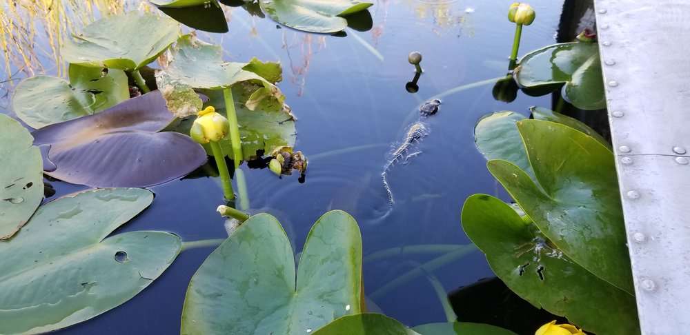 Everglades Airboat Expeditions | 16400 SW 8th St, Miami, FL 33194, USA | Phone: (888) 385-8687