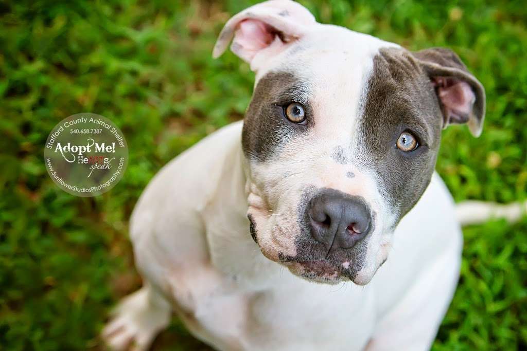 Stafford County Animal Control | 26 Frosty Lane, Stafford, VA 22554, USA | Phone: (540) 658-7387