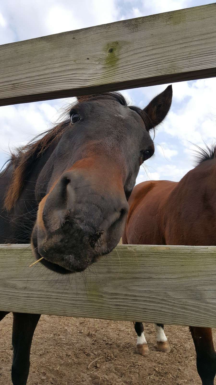 Woodlands Stable & Tack | 364 Freytown Rd, Covington Township, PA 18424, USA | Phone: (570) 842-3742