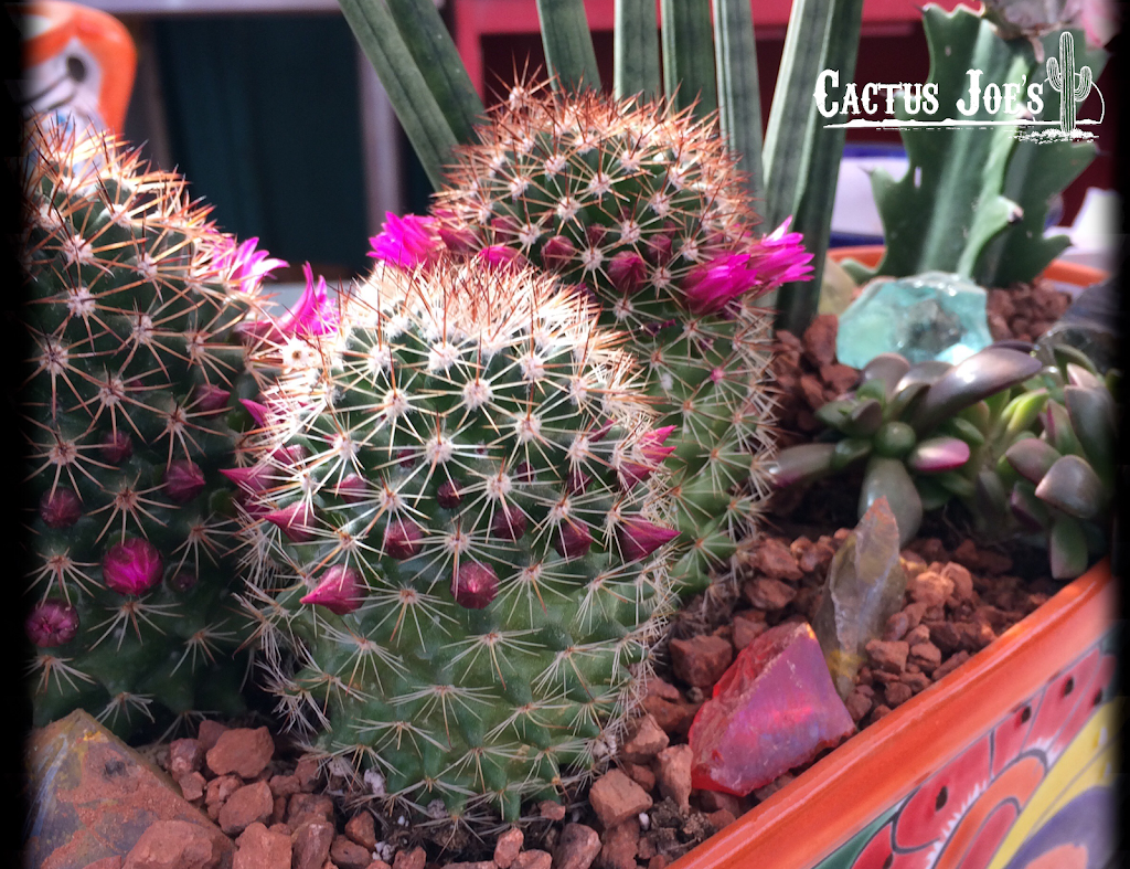 Cactus Joes Blue Diamond Nursery | 12740 Blue Diamond Rd, Blue Diamond, NV 89004, USA | Phone: (702) 875-1968