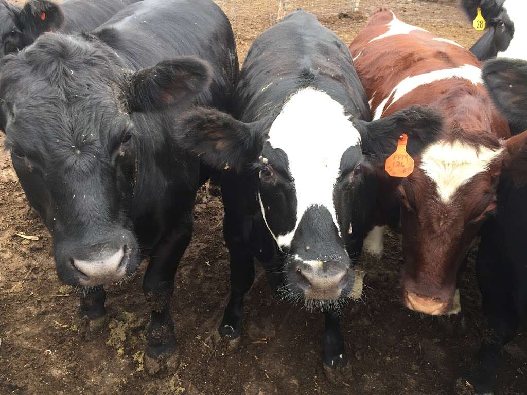 Family Farm Meats, L.L.C. | 16061 McGirr Rd, Hinckley, IL 60520, USA | Phone: (815) 751-4409 Family Farm Meats, L.L.C. | 16061 McGirr Rd, Hinckley, IL 60520, USA | Phone: (815) 751-4409