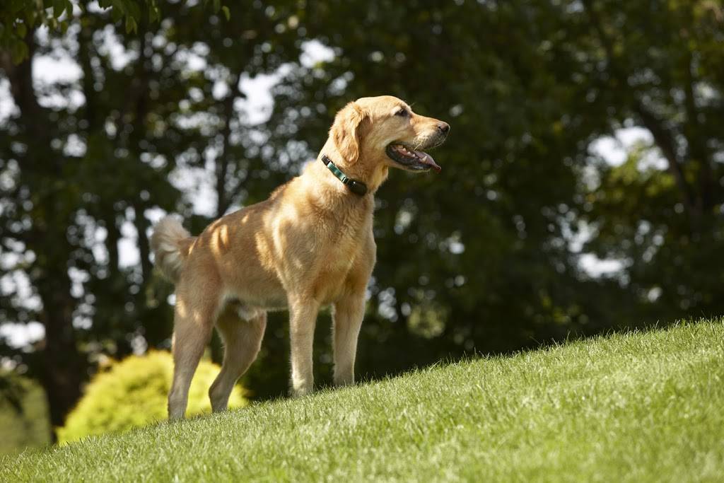 DogWatch Hidden Fences of Portland | 7 Grouse Terrace, Lake Oswego, OR 97035 | Phone: (503) 701-3033