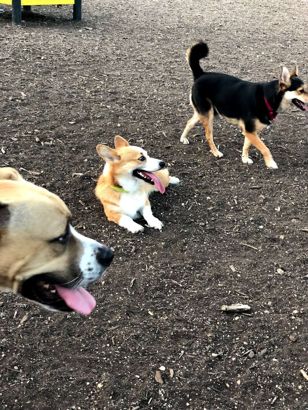 McAllister Dog Park | 8418 Buckhorn Rd, San Antonio, TX 78247, USA | Phone: (210) 207-7275