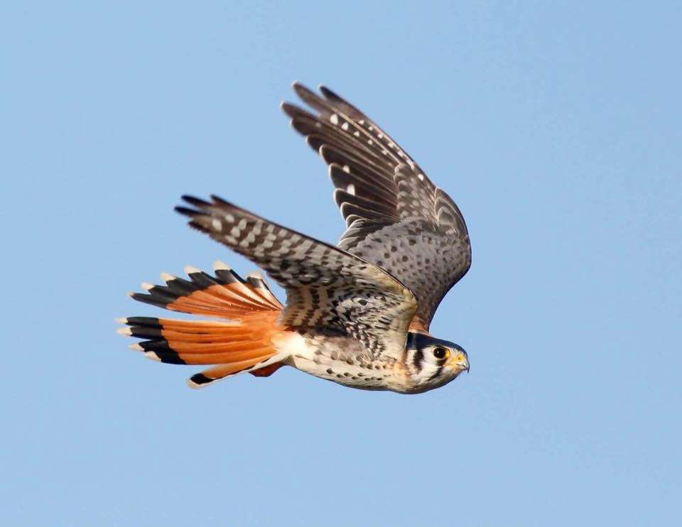 Hook Mountain Hawkwatch | Valley Cottage, NY 10989, USA