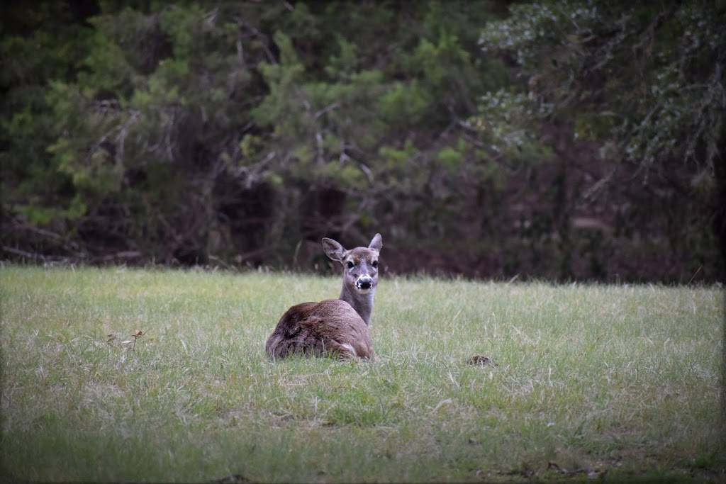 Deer Run Bed and Breakfast | 20 Long Creek Rd, Austin, TX 78737, USA | Phone: (512) 633-5595