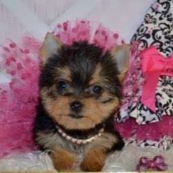 Lil Divas Puppy Boutique | 2800 Cito Rd, Big Cove Tannery, PA 17212, USA | Phone: (717) 860-8075