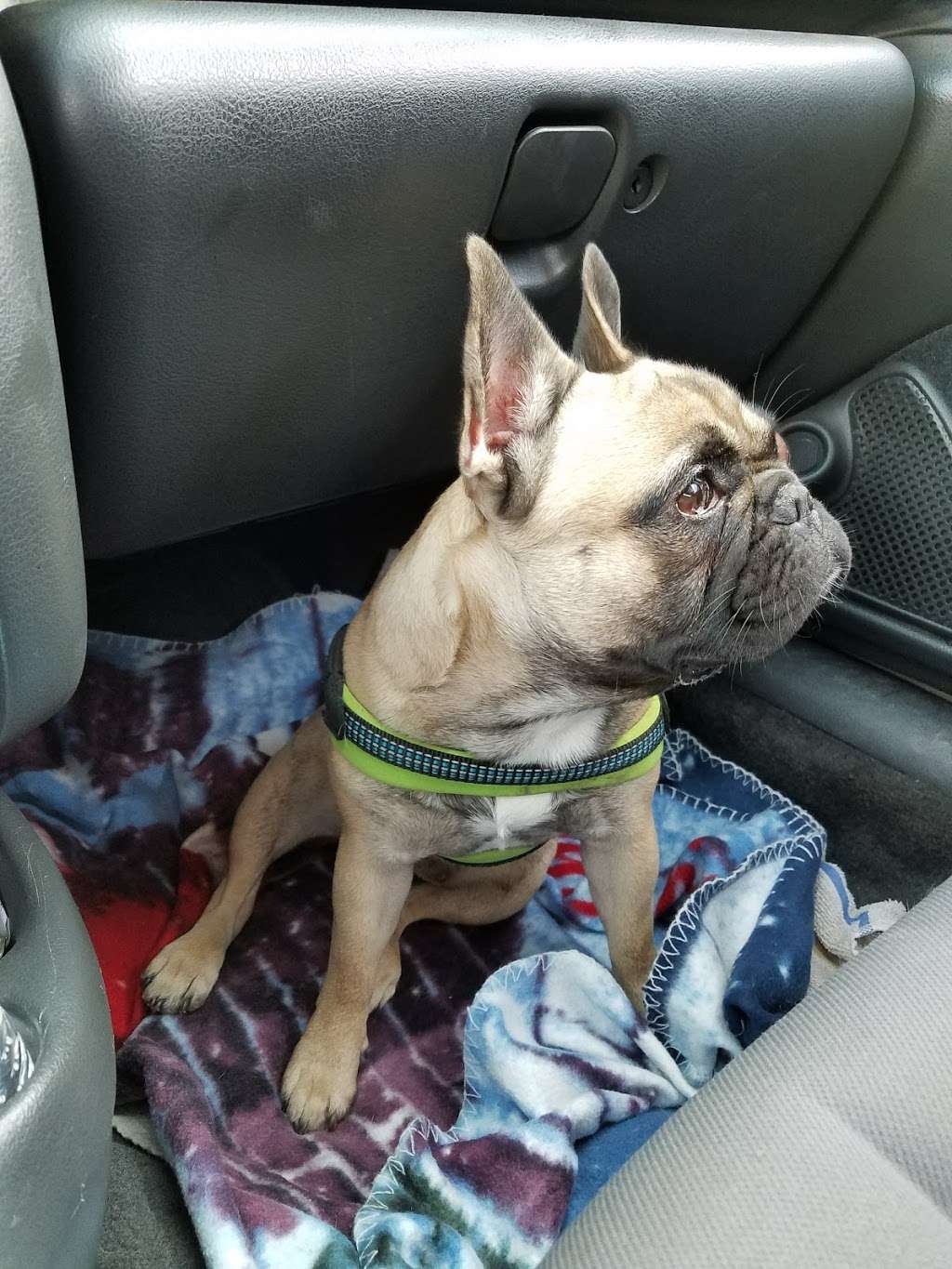 Saint Thomas Veterinary Center | 6442 Lincoln Way W, St Thomas, PA 17252, USA | Phone: (717) 595-0337